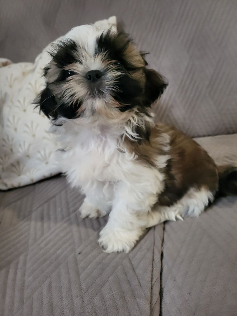 Du Monde de Kymérane - Chiot disponible  - Shih Tzu