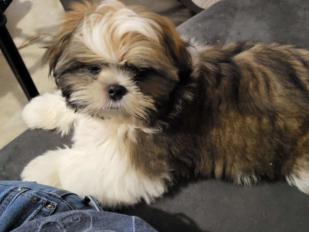 Du Monde de Kymérane - Chiot disponible  - Shih Tzu