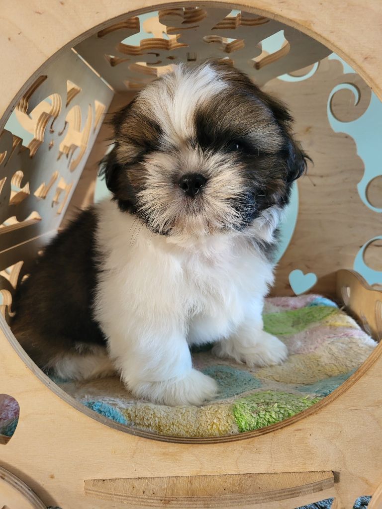 Du Monde de Kymérane - Chiot disponible  - Shih Tzu