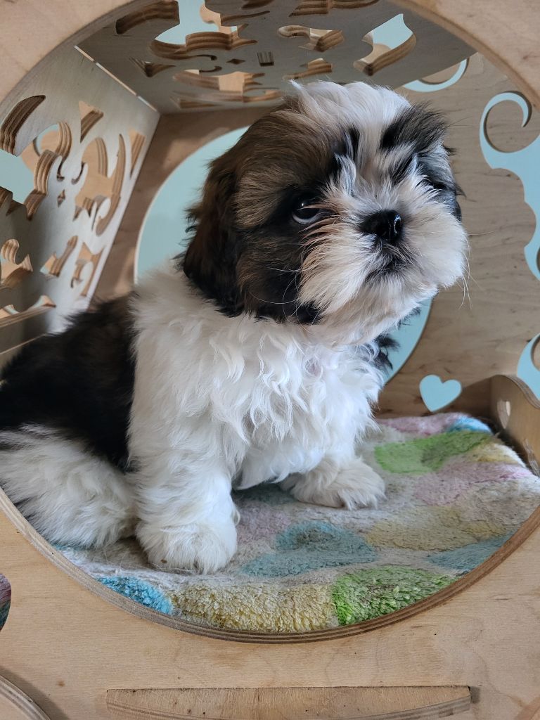 Du Monde de Kymérane - Chiot disponible  - Shih Tzu