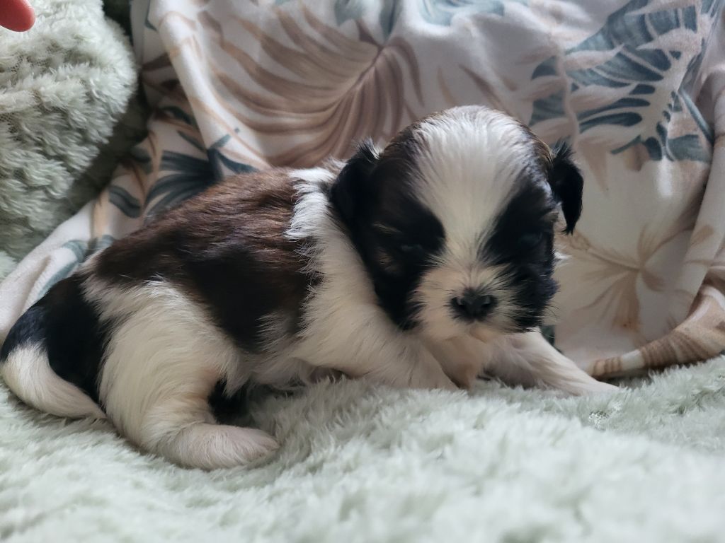 Du Monde de Kymérane - Chiot disponible  - Shih Tzu