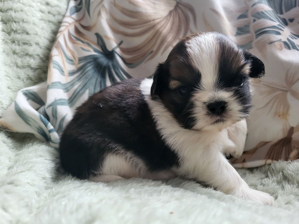 Du Monde de Kymérane - Chiot disponible  - Shih Tzu