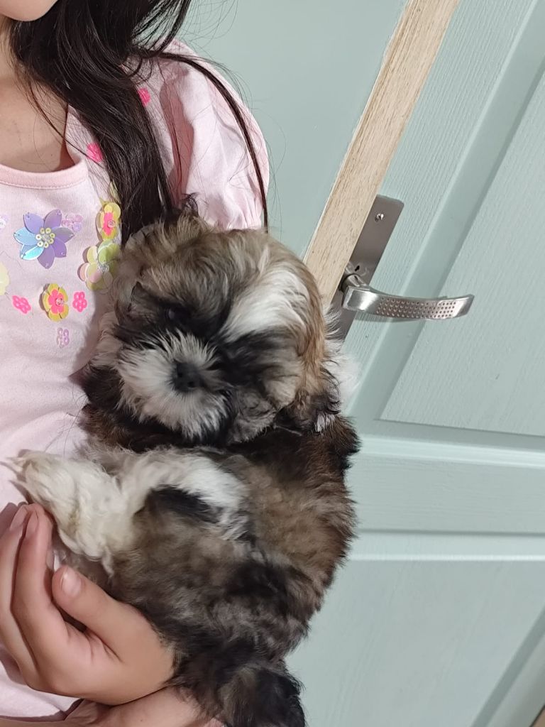 Du Monde de Kymérane - Chiot disponible  - Shih Tzu