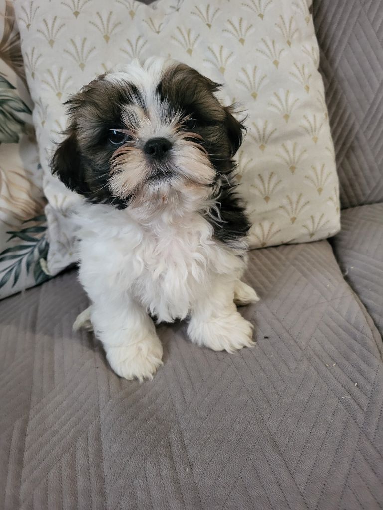 Du Monde de Kymérane - Chiot disponible  - Shih Tzu