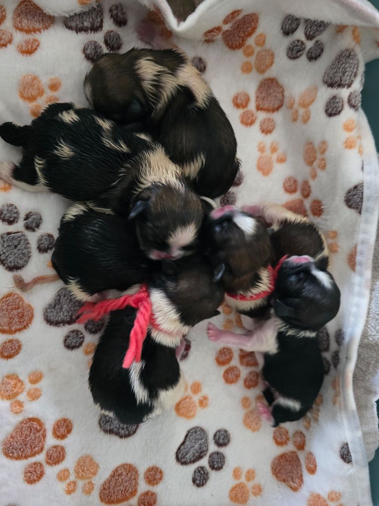 Du Monde de Kymérane - Naissance le 28/10/2025 de 6 chiots!