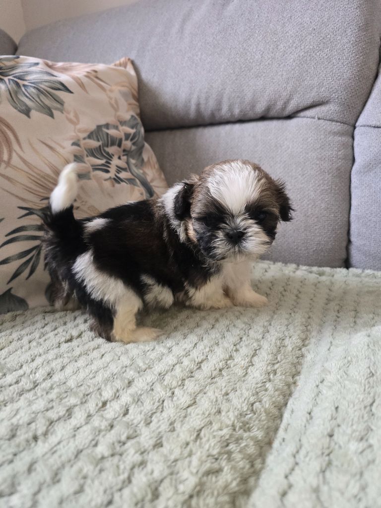Du Monde de Kymérane - Chiots disponibles - Shih Tzu