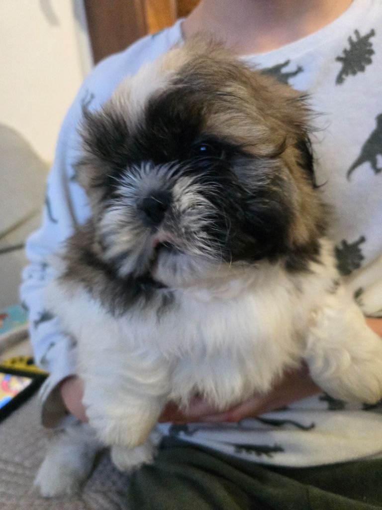 Du Monde de Kymérane - Chiots disponibles - Shih Tzu