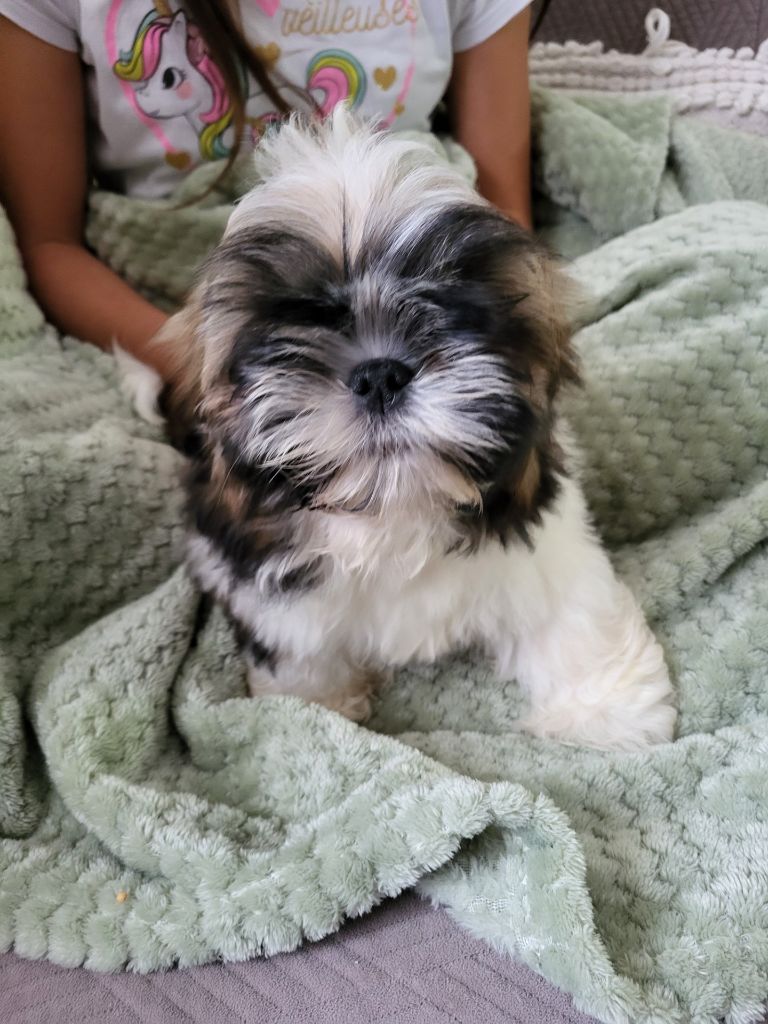 Chiot Shih Tzu Du Monde de Kymérane