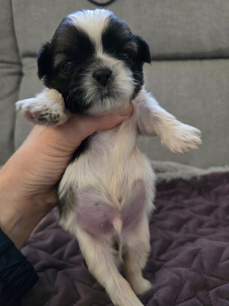 Du Monde de Kymérane - Chiots disponibles - Shih Tzu