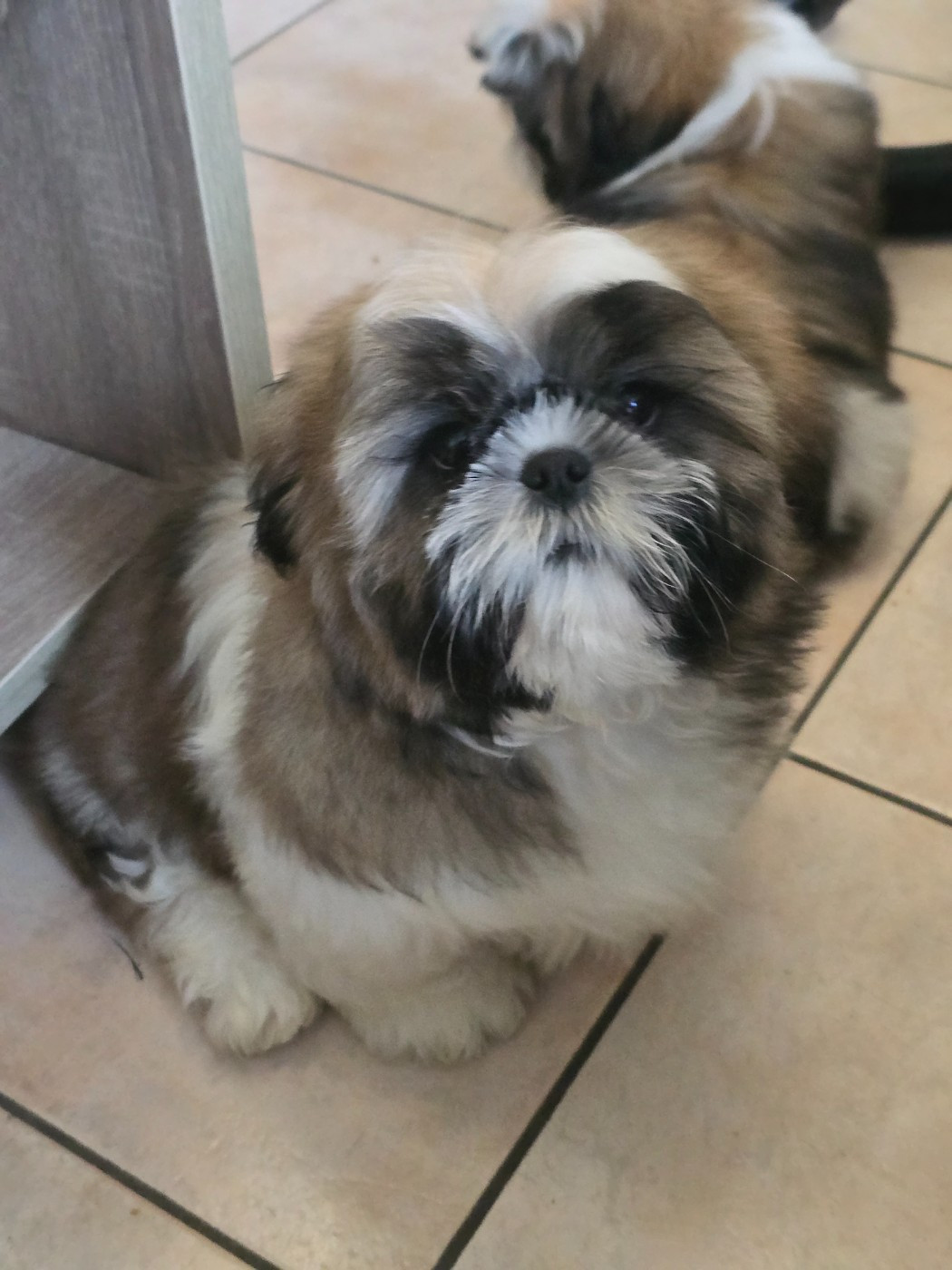 Du Monde de Kymérane - Chiots disponibles - Shih Tzu