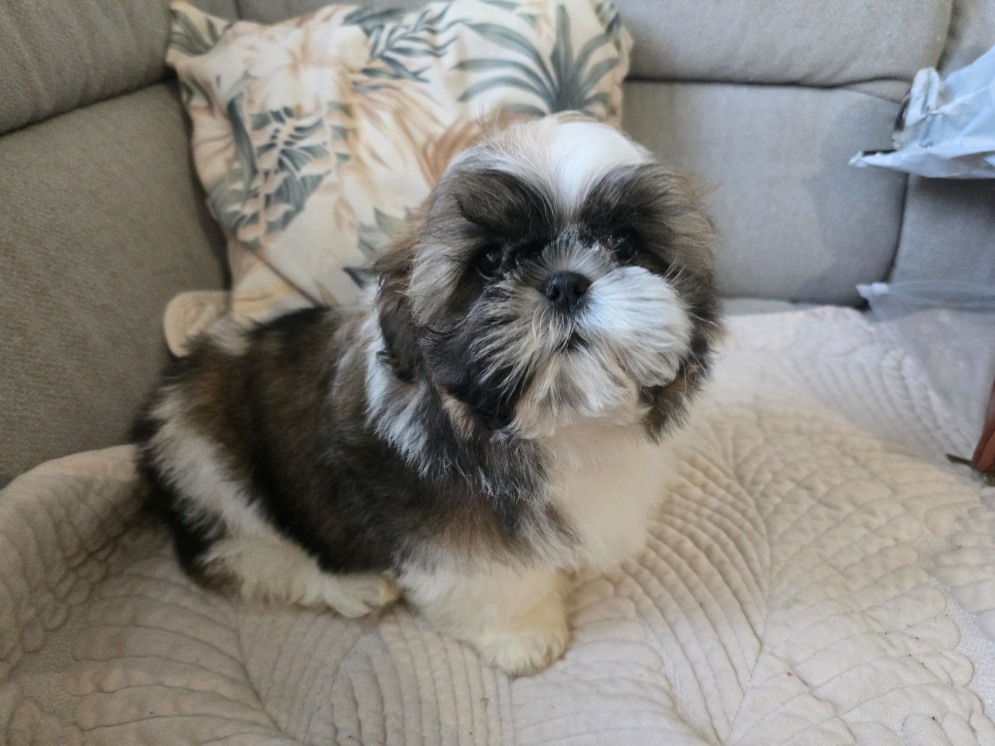 Du Monde de Kymérane - Chiots disponibles - Shih Tzu