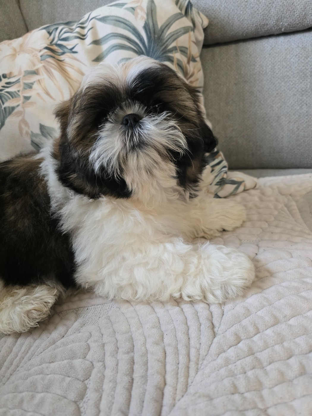 Du Monde de Kymérane - Chiots disponibles - Shih Tzu