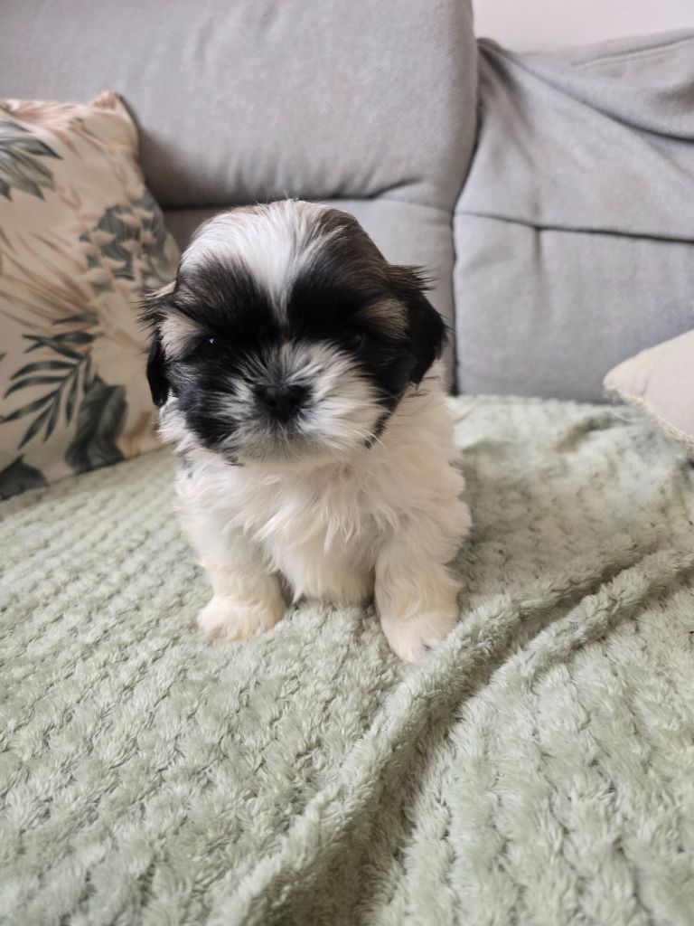 Du Monde de Kymérane - Chiots disponibles - Shih Tzu