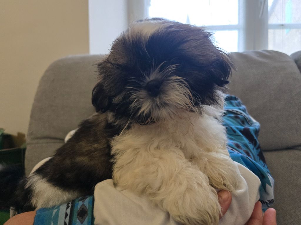 Du Monde de Kymérane - Chiots disponibles - Shih Tzu
