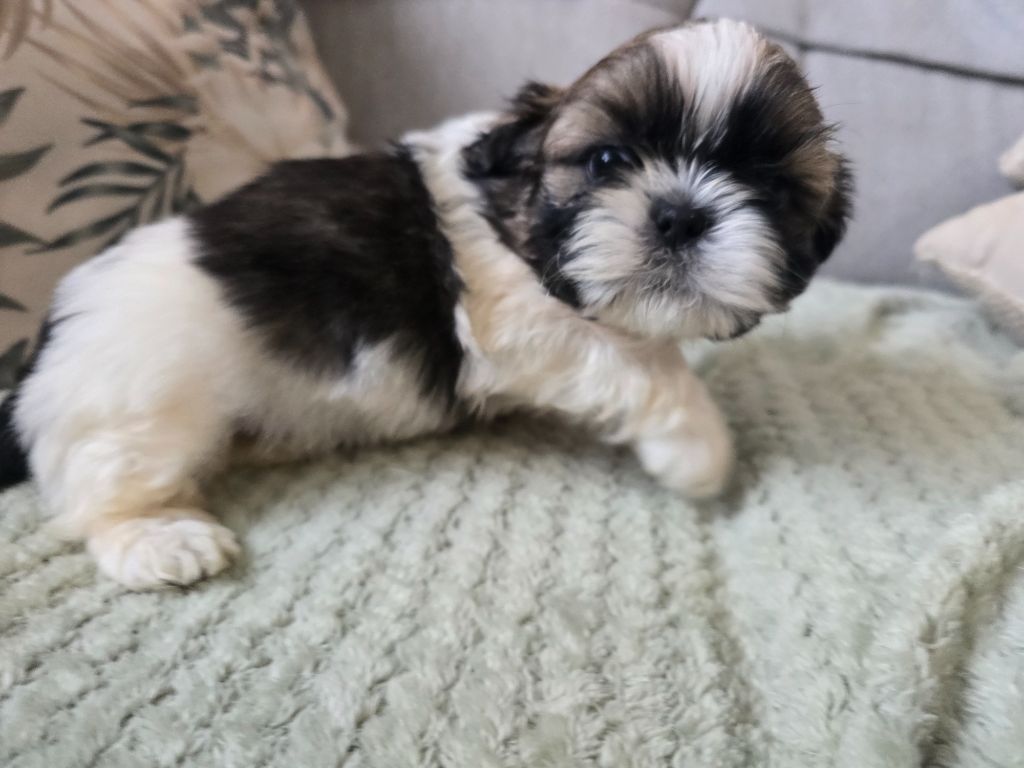 Du Monde de Kymérane - Chiots disponibles - Shih Tzu