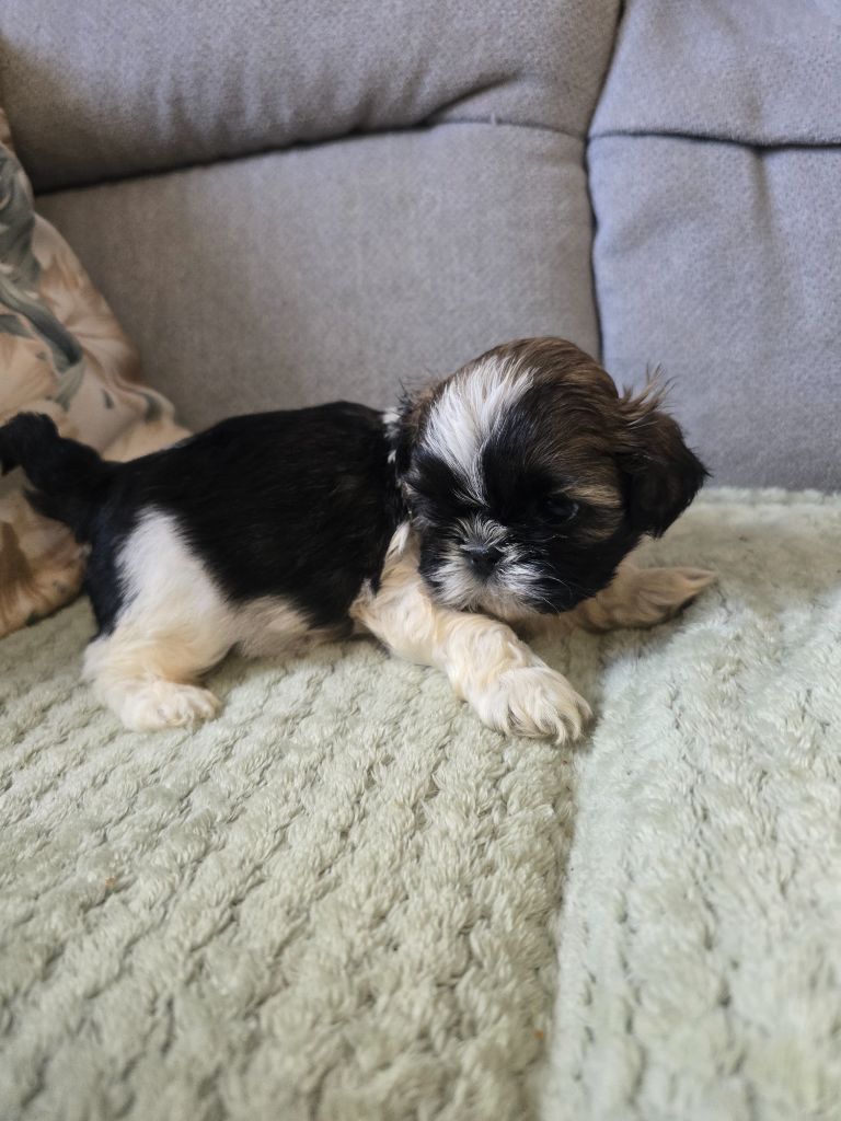 Du Monde de Kymérane - Chiots disponibles - Shih Tzu