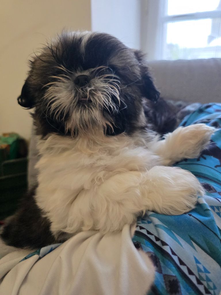 Du Monde de Kymérane - Chiots disponibles - Shih Tzu
