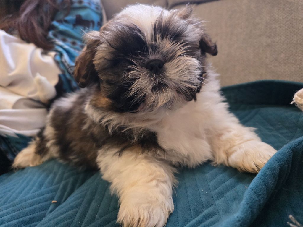 Du Monde de Kymérane - Chiots disponibles - Shih Tzu