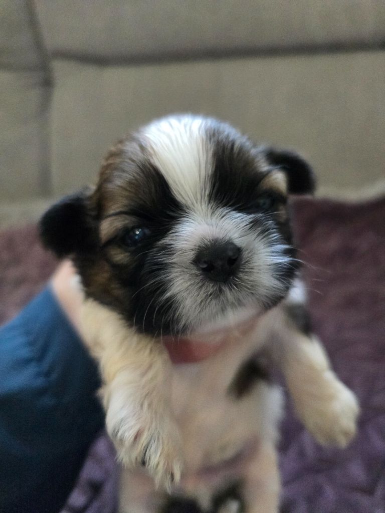 Du Monde de Kymérane - Chiots disponibles - Shih Tzu