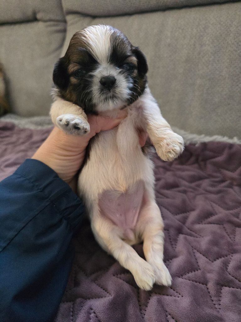 Du Monde de Kymérane - Chiots disponibles - Shih Tzu