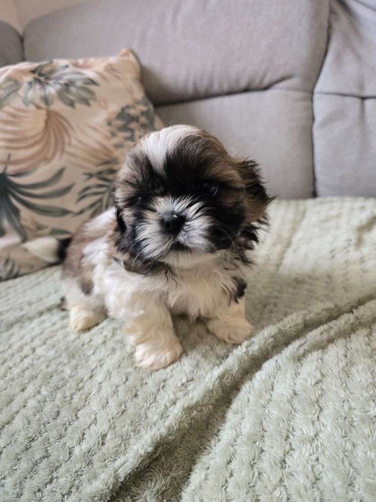Du Monde de Kymérane - Chiots disponibles - Shih Tzu