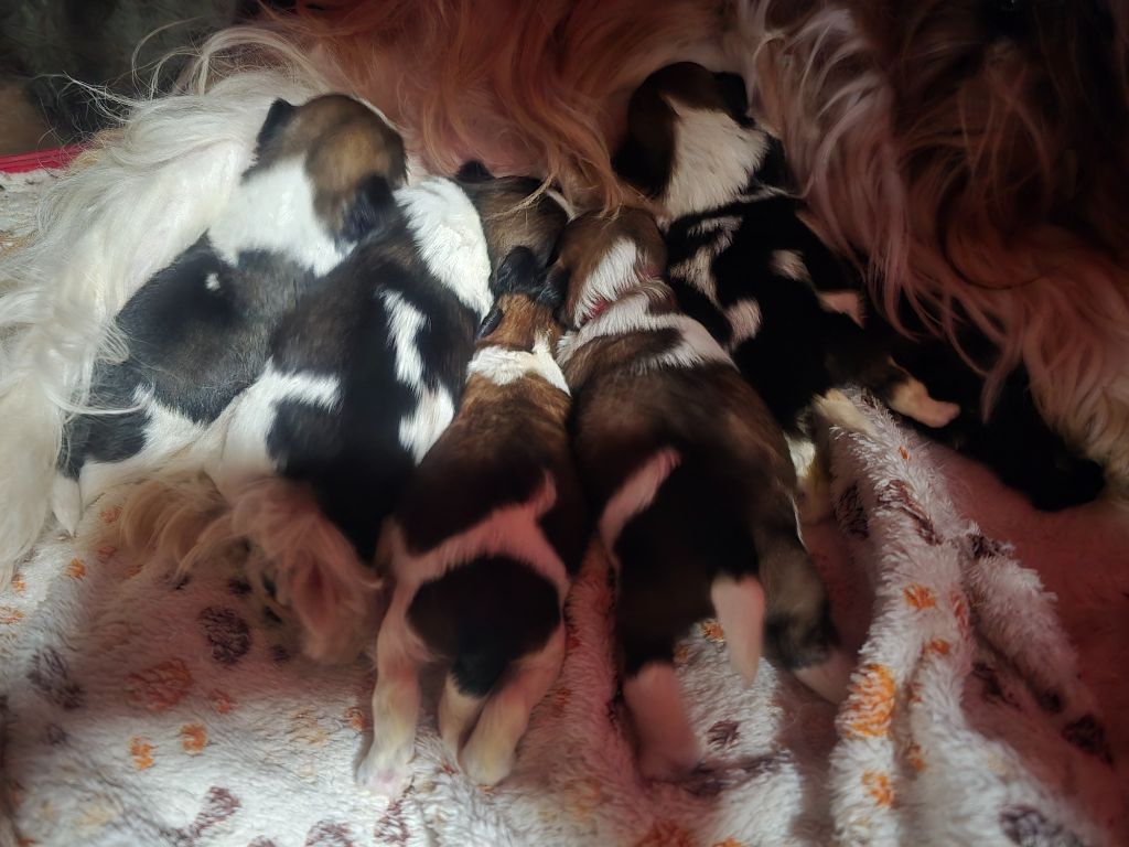 Chiot Shih Tzu Du Monde de Kymérane